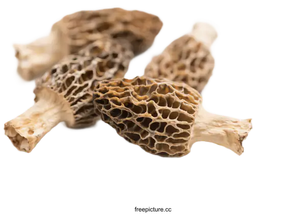 [Transparent Background PNG]Fresh Morel Mushrooms, Edible Fungi with Honeycomb Caps