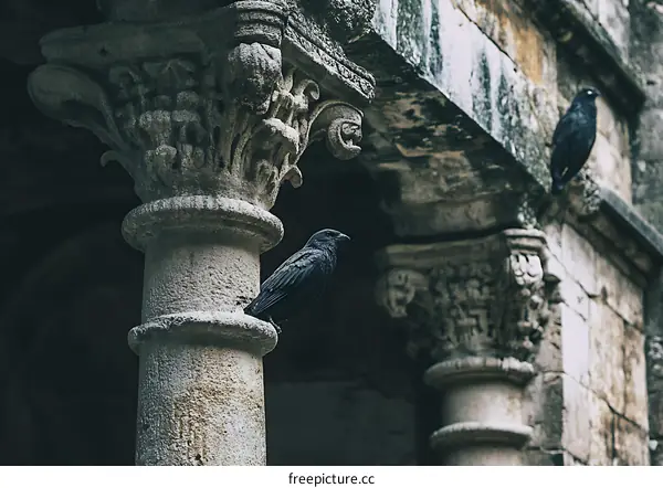 Black Bird Perched on an Ancient Stone Column