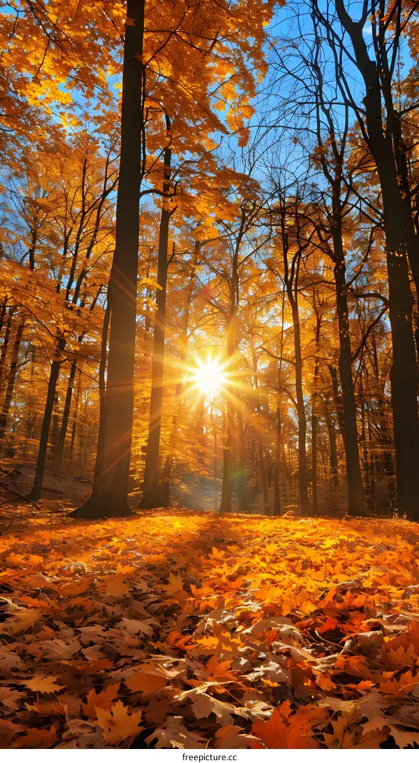 The beauty of autumn forest