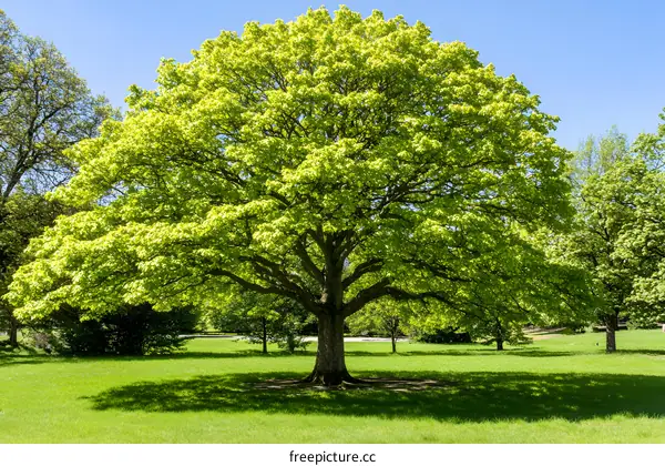 Green Tree with Lush Foliage in a Sunny Meadow