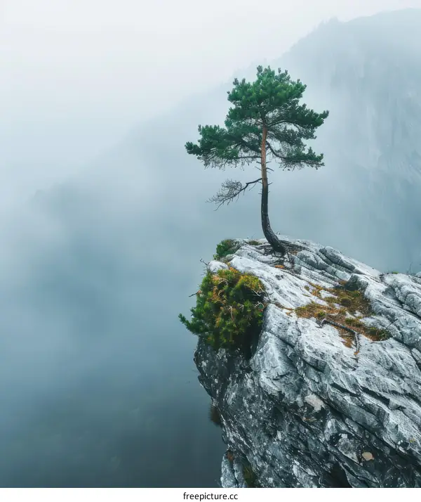 Lonely Tree Clinging to Rocky Cliff