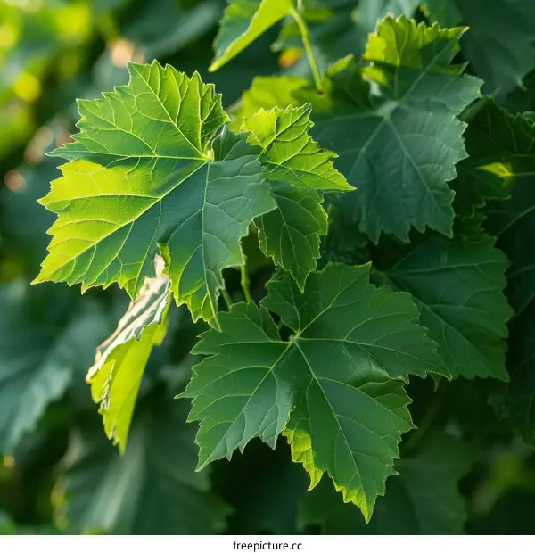 Close-up of green grape leaves with serrated edges and visible veins