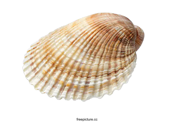 [Transparent Background PNG]A beautiful seashell isolated on white background