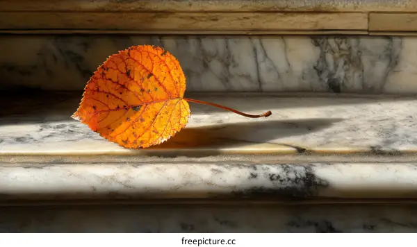 Autumn Leaf on Marble Steps