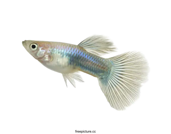 [Transparent Background PNG]Close-up of a Silver Guppy Fish