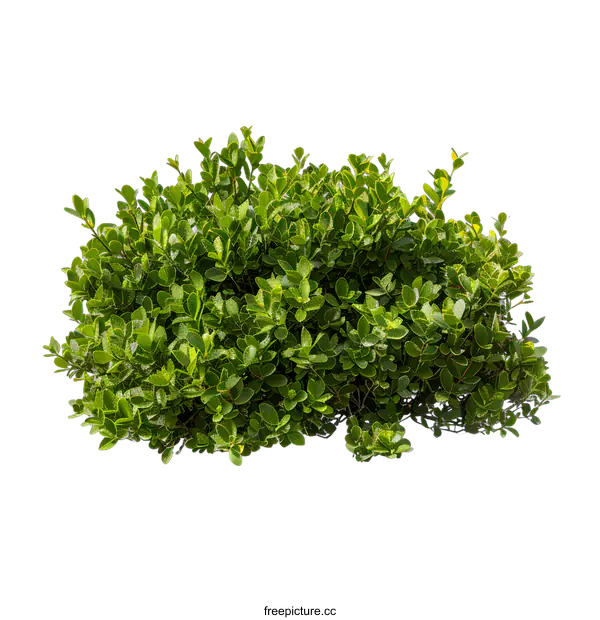 [Transparent Background PNG]Green Bush Isolated on White Background