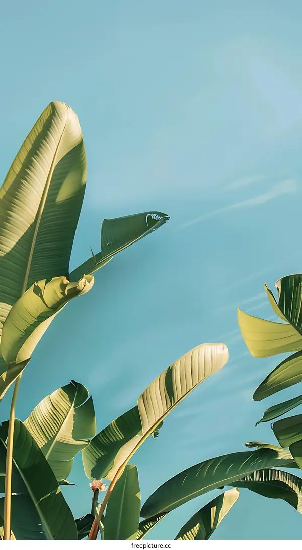 Green Leaves Against Blue Sky Tropical Background