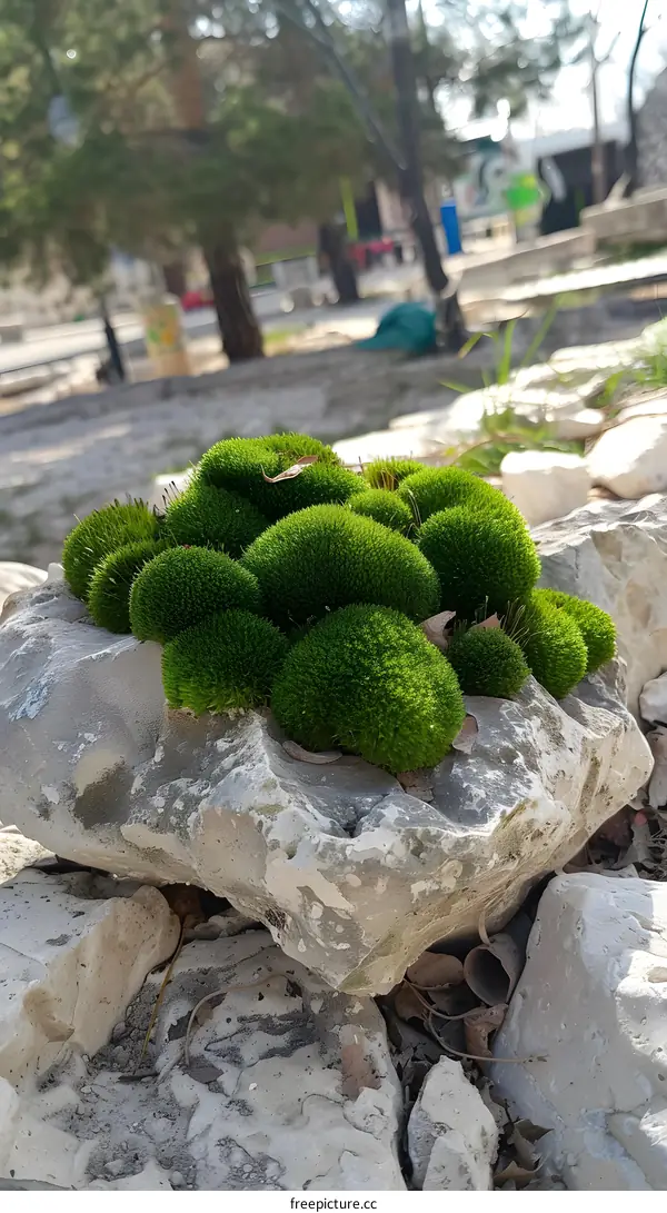 Close Up Of Green Moss On Rocks
