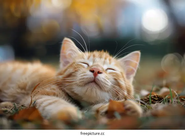 Cute ginger kitten taking a nap in the grass