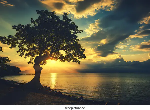 Silhouette of a Tree at Sunset Over the Water