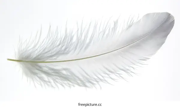 Delicate White Feather Close-up