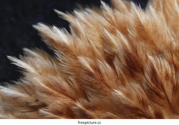 Closeup of Brown and White Feathers