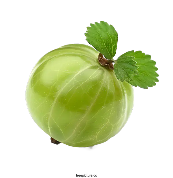 [Transparent Background PNG]Single Green Gooseberry on White
