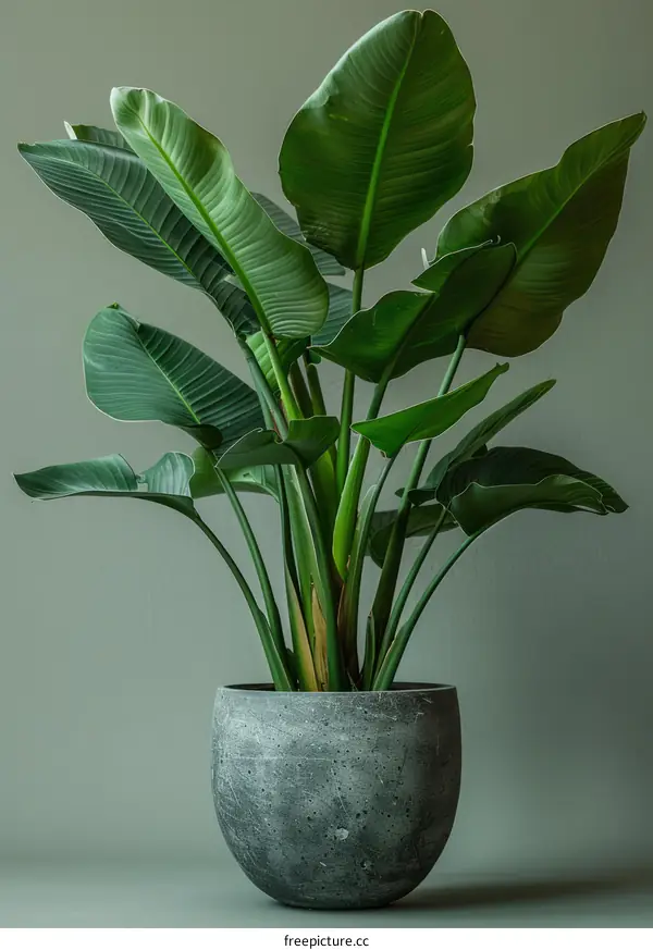 A Bird of Paradise plant in a gray pot in front of a green background