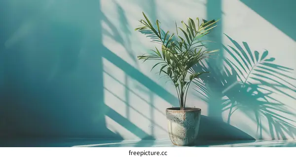 Indoor Plant with Shadow on Blue Wall