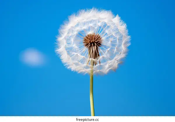 Dandelion flower with seeds on blue sky background