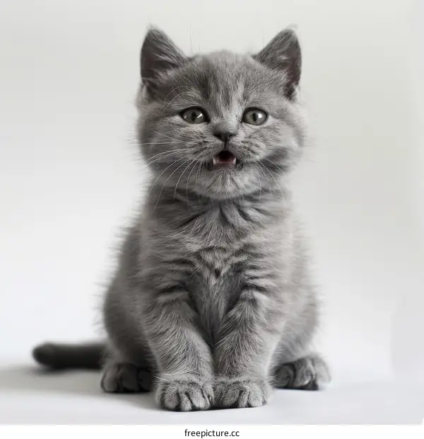 Cute gray kitten sitting on a white background