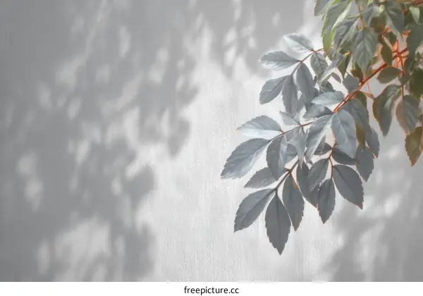 Shadow Play of Greenery on Light Grey Wall