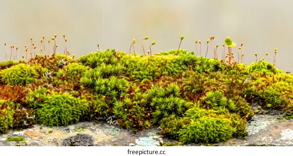 Close Up Of Green Moss Growing On Stone