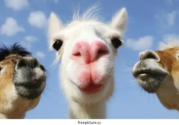 Close-up Portrait of Two Funny Llamas Against a Clear Sky
