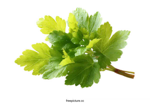 [Transparent Background PNG]Fresh Green Leaves Close Up