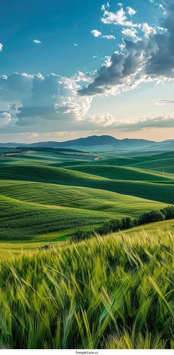 Green rolling hills under blue sky and white clouds