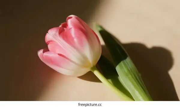 A Close-up View of a Pink and White Tulip in Soft Light