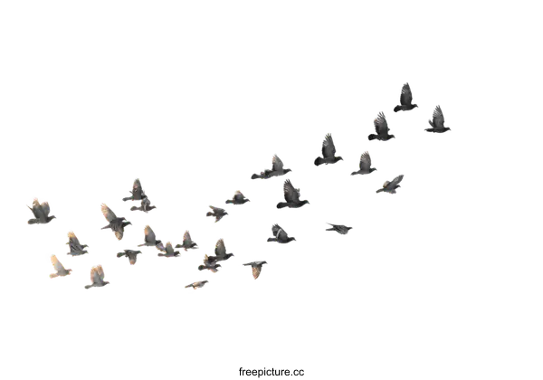 [Transparent Background PNG]Flock of Birds in Flight