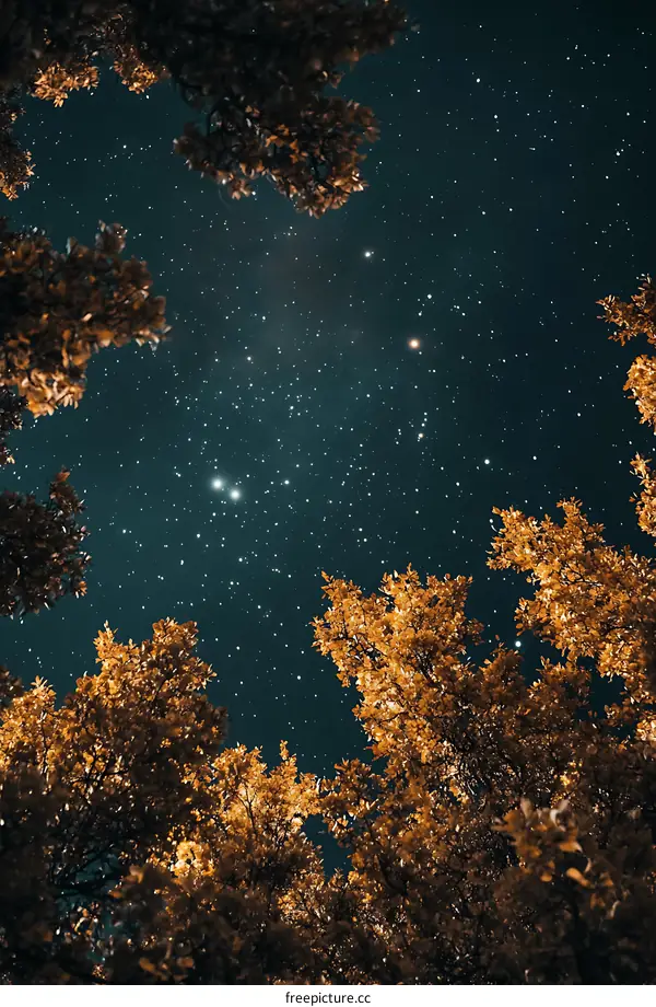 Night Sky View Through Trees
