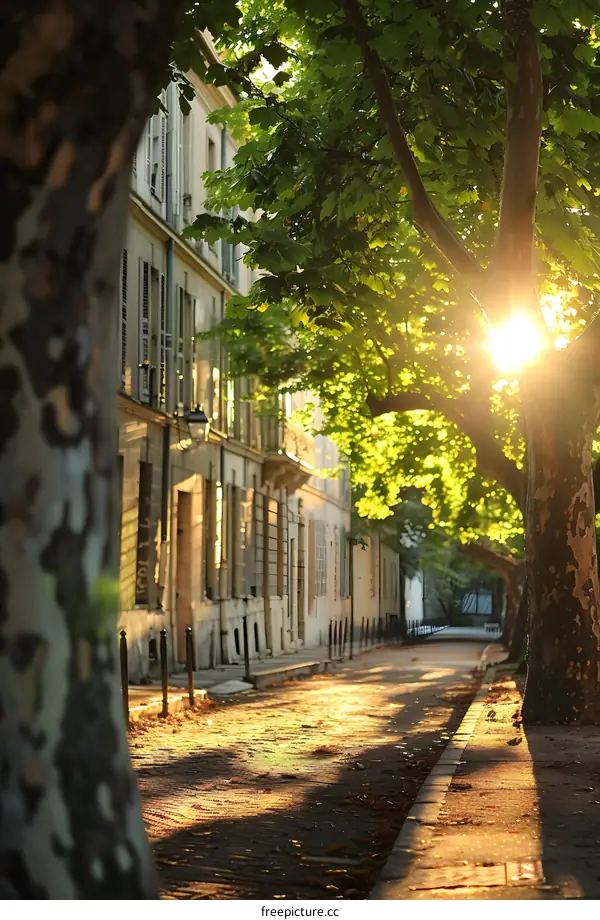 Sunlight shining through the trees in a city street