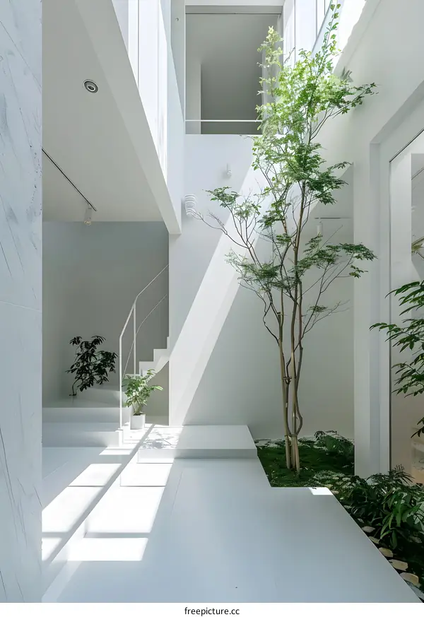 Minimalist White Modern Interior Design with Sunlight and Plants
