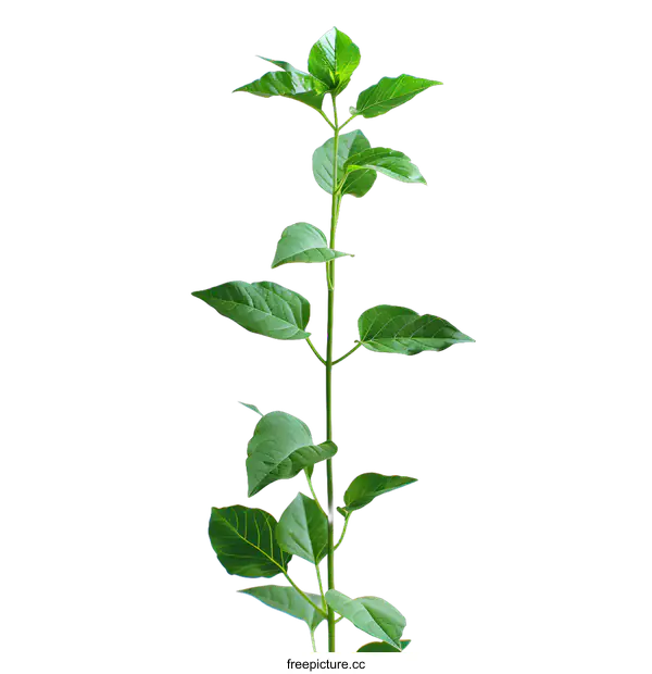 [Transparent Background PNG]A single green plant on a white background.