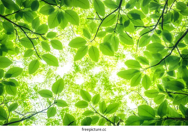 Green Leaves Canopy Sunlight Forest Nature Background