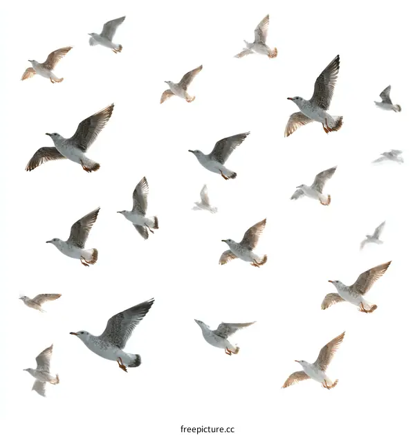Flock of Seagulls in Flight Against White Background
