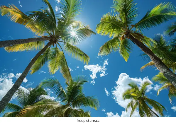 Looking up at the coconut trees under the blue sky and white clouds