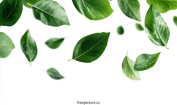 Falling Green Leaves on White Background