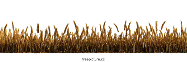 [Transparent Background PNG]Golden Wheat Field Illustrative Background