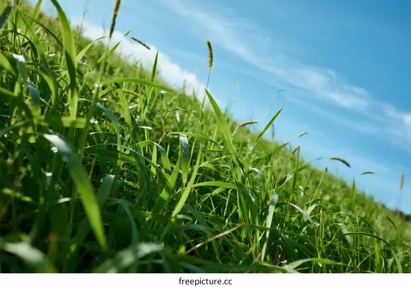 Green grass under a clear blue sky on a sunny day