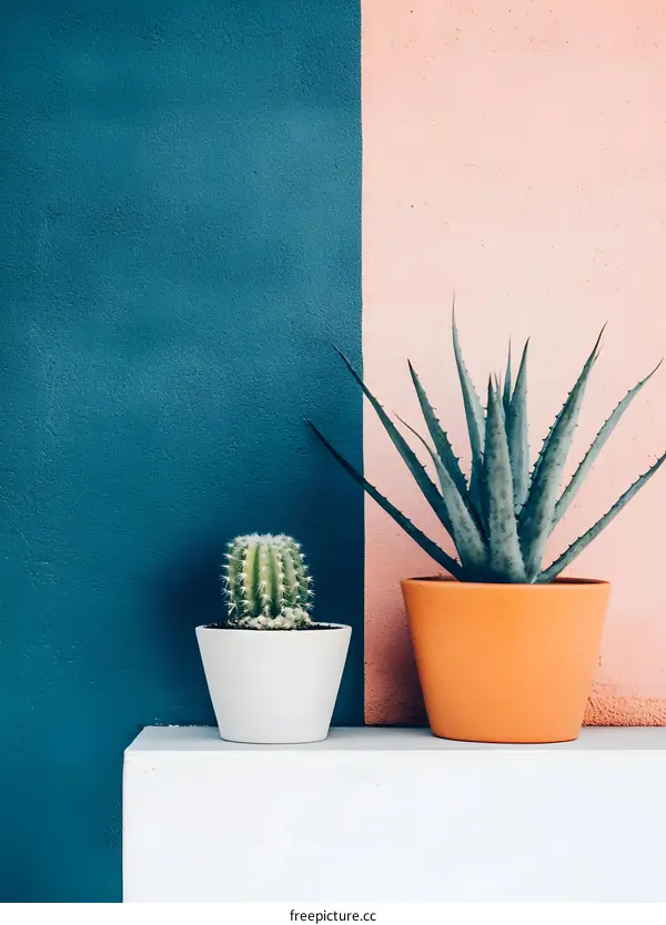 Cactus and Aloe Vera Plant in Pots Against Teal and Pink Wall