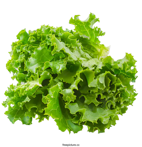 [Transparent Background PNG]Fresh green lettuce isolated on white background