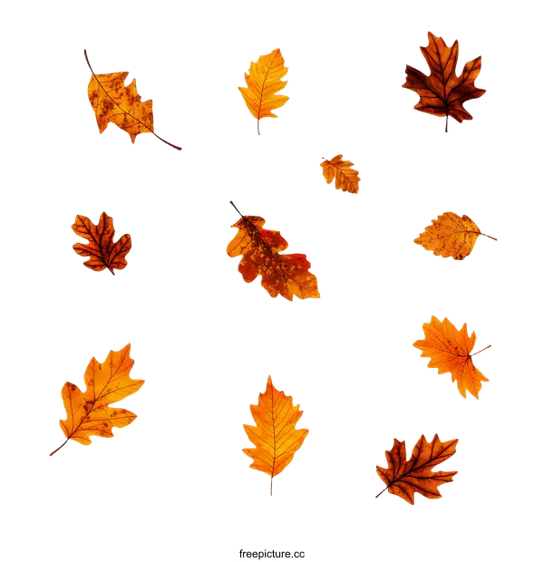 [Transparent Background PNG]Autumn Leaves Falling on White Background