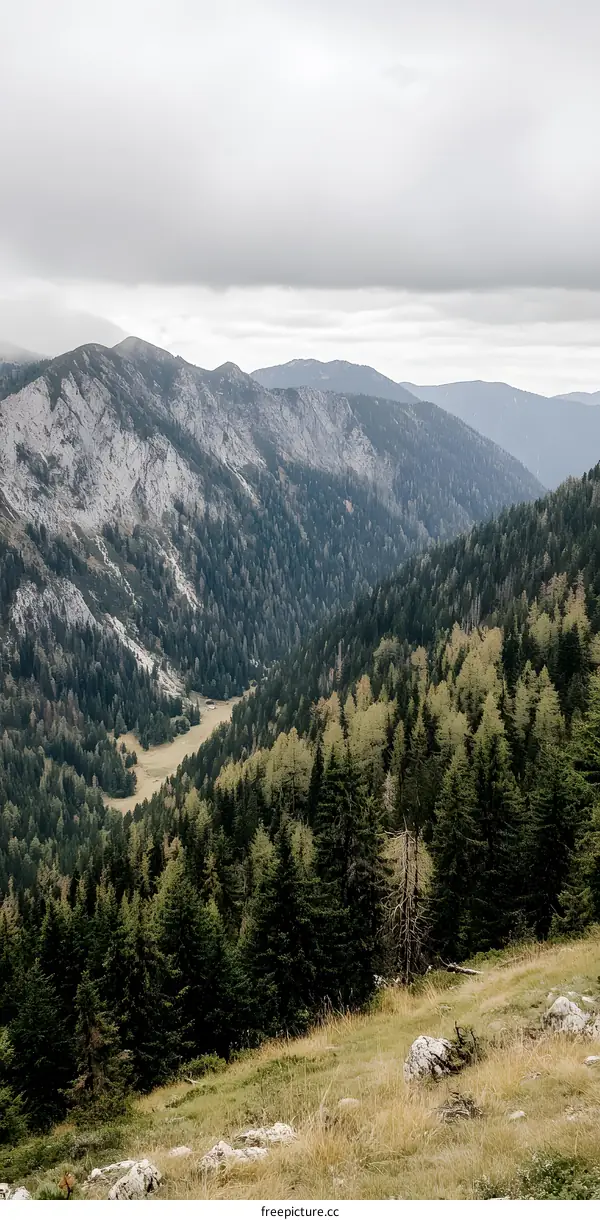 Mountain Range Landscape with Pine Trees and Grass