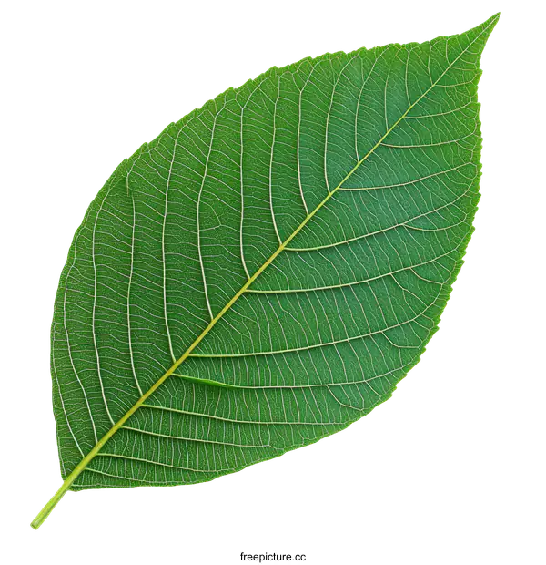 [Transparent Background PNG]Closeup of a Green Leaf with Visible Veins