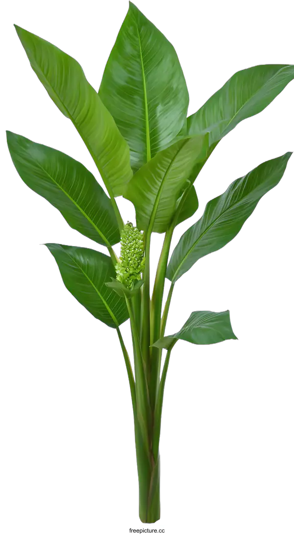 [Transparent Background PNG]Green Heliconia Plant With White Background