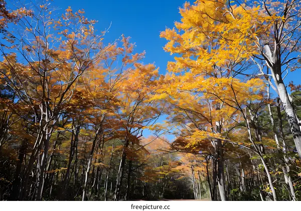 Autumn Foliage in a Forest With Blue Sky