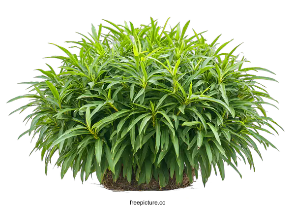 [Transparent Background PNG]Green Bush Plant Isolated on White Background