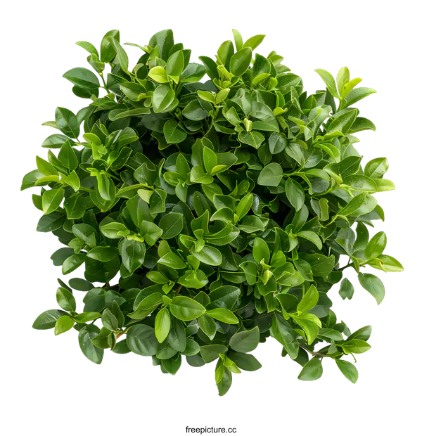 [Transparent Background PNG]Green Bush Plant Isolated on White Background