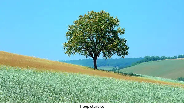 Solitary Tree on a Hillside Meadow