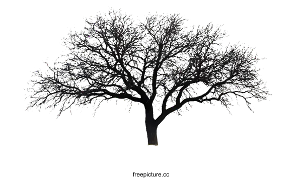 [Transparent Background PNG]Solitary Tree on a Hill Silhouette