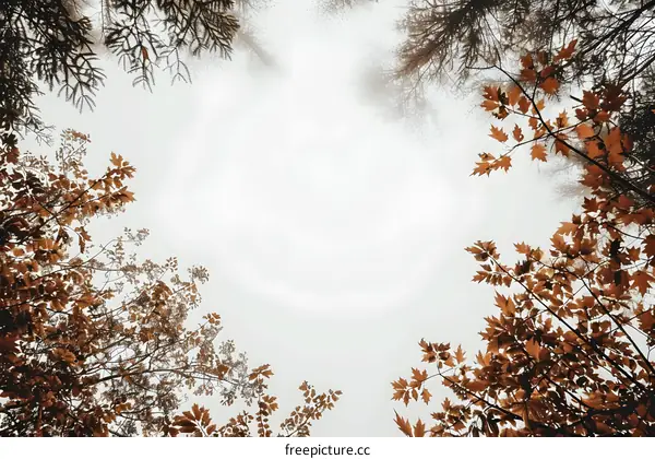 Autumn Leaves Framed by Trees in the Mist